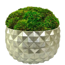 Load image into Gallery viewer, [GEO-C-M] Geo Round Container Champagne Leaf - Preserved Moss

