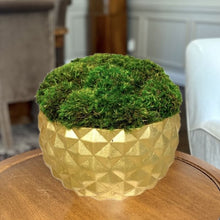Load image into Gallery viewer, [GEO-G-M] Geo Round Container Gold Leaf - Preserved Moss
