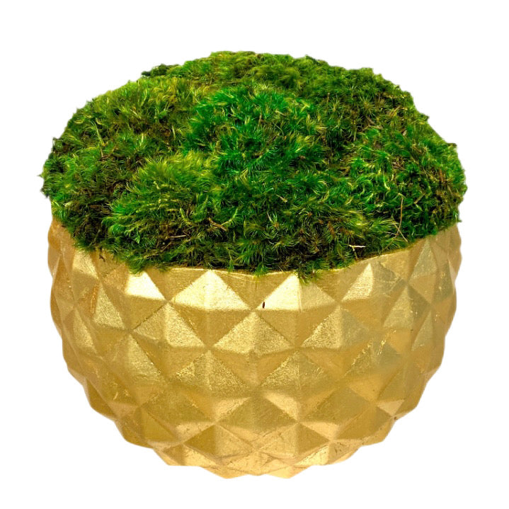 [GEO-G-M] Geo Round Container Gold Leaf - Preserved Moss