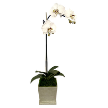 Load image into Gallery viewer, [MSP-C-ORGR2] Resin Mini Square Container Champagne Leaf - Artificial Orchid White &amp; Green
