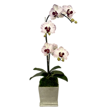Load image into Gallery viewer, [MSP-C-OROCDT] Resin Mini Square Container Champagne Leaf - Artificial Double Orchid White &amp; Purple
