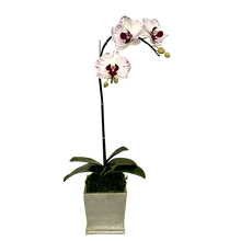 Load image into Gallery viewer, [MSP-C-OROC] Resin Mini Square Container Champagne Leaf - Artificial Orchid White &amp; Purple
