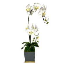 Load image into Gallery viewer, [MSP-DG-ORYEDT] Resin Mini Square Container Dark Grey &amp; Gold - Artificial Double Orchid White &amp; Yellow
