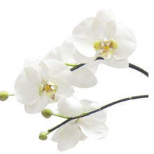 Load image into Gallery viewer, [RGVHS-ORGR] Round Glass Vase Hammered Small - Artificial Orchid White &amp; Green
