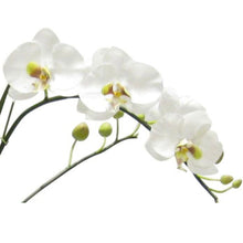 Load image into Gallery viewer, [METS-B-ORGR] Ceramic Boat Small Black - Artificial Orchid White &amp; Green
