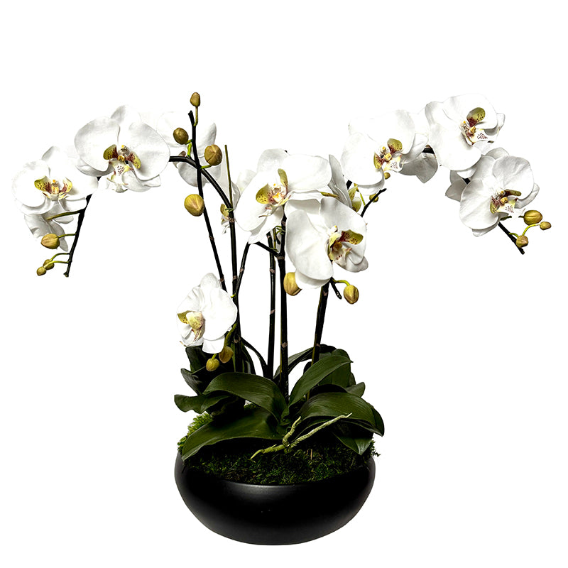 [SIMS-B-ORGR] Ceramic Low Bowl Black - Artificial Orchid White & Green