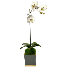 Load image into Gallery viewer, [MSP-DG-ORGR2] Resin Mini Square Container Dark Grey &amp; Gold - Artificial Orchid White &amp; Green
