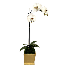 Load image into Gallery viewer, [MSP-G-ORGR2] Resin Mini Square Container Gold Leaf - Artificial Orchid White &amp; Green