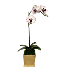 Load image into Gallery viewer, [MSP-G-OROC] Resin Mini Square Container Gold Leaf - Artificial Orchid White &amp; Purple