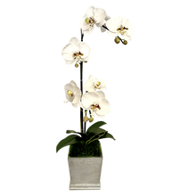 Load image into Gallery viewer, [MSP-S-ORGRDT] Resin Mini Square Container Silver Leaf - Artificial Double Orchid White &amp; Green
