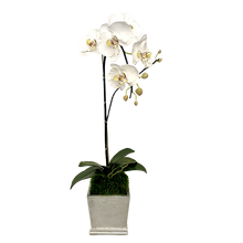 Load image into Gallery viewer, [MSP-S-ORGR] Resin Mini Square Container Silver Leaf - Artificial Orchid White &amp; Green

