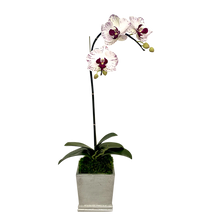 Load image into Gallery viewer, [MSP-S-OROC] Resin Mini Square Container Silver Leaf - Artificial Orchid White &amp; Purple