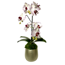 Load image into Gallery viewer, [RCS-C-OROCDT] Resin Round Container Small Champagne Leaf - Double Orchid White &amp; Purple Artificial
