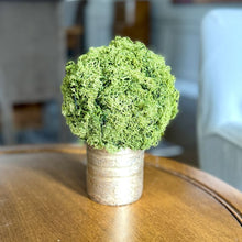 Load image into Gallery viewer, [RESS-RMTB] Gold Glass Vase Small - Reindeer Moss Topiary Ball Basil
