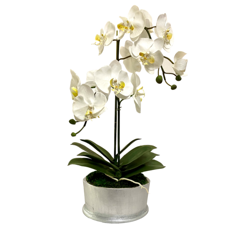 [RND-S-ORYE] Round Container Silver Leaf - Artificial Orchid  White Yellow
