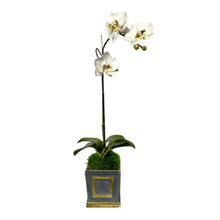 Load image into Gallery viewer, [WMSPI-DG-ORGR2] Wooden Small Square Container w/Inset Dark Blue Grey - White &amp; Green Two Spike Orchid Artificial
