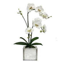 Load image into Gallery viewer, [WSPS-SAM-ORGRDT] Wooden Square Planter Small - Silver Antique w/ Antique Mirror &amp; Medallion - White &amp; Green Orchid Artificial
