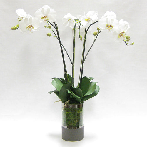 Cylinder Glass Vase Smoke - White & Green Orchid Artificial - 3 Stems