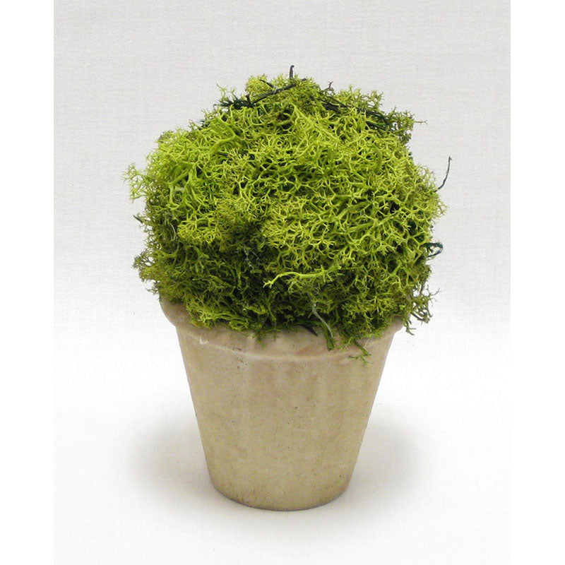 Ceramic Container - Reindeer Moss Topiary Ball