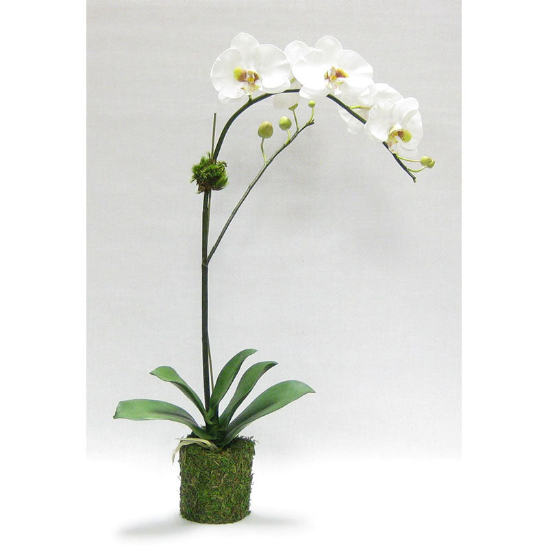 Drop in White & Green Orchid Artificial in Moss Pot (Set of 2 - Price per Piece)