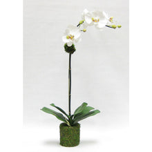Load image into Gallery viewer, Drop In White &amp; Green Orchid Artificial in Moss Pot (Set of 2 - Price per Piece)
