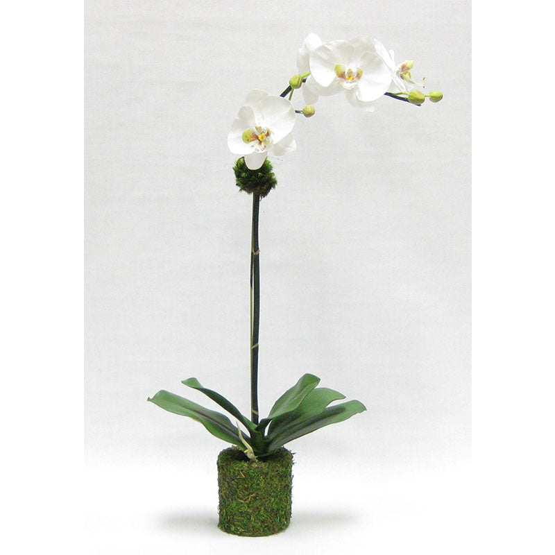 Drop In White & Green Orchid Artificial in Moss Pot (Set of 2 - Price per Piece)