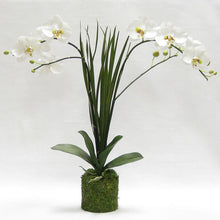 Load image into Gallery viewer, Drop in White &amp; Green Double Orchid Artificial with Natural Palm Foliage in Moss Pot
