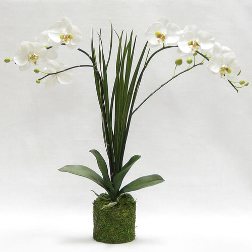 Drop in White & Green Double Orchid Artificial with Natural Palm Foliage in Moss Pot