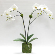Load image into Gallery viewer, Drop in White &amp; Green Double Orchid Artificial in Moss Pot

