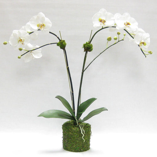 Drop in White & Green Double Orchid Artificial in Moss Pot
