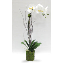 Load image into Gallery viewer, Drop in White &amp; Yellow Orchid Artificial in Moss Pot (Set of 2 - Price per Piece)