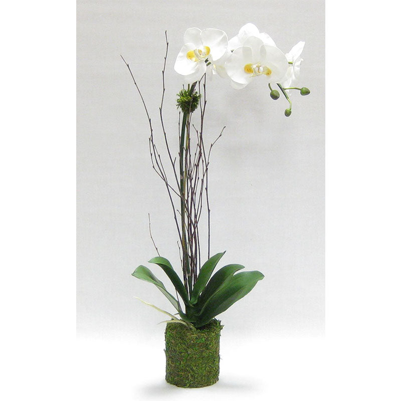 Drop in White & Yellow Orchid Artificial in Moss Pot (Set of 2 - Price per Piece)