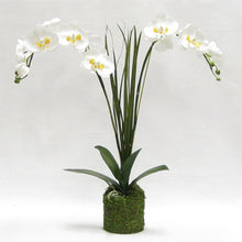 Load image into Gallery viewer, Drop in White &amp; Yellow Double Orchid Artificial with Natural Palm Foliage in Moss Pot