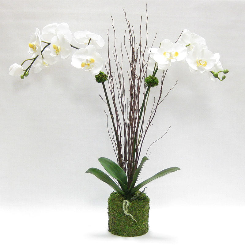 Drop in White & Yellow Double Orchid Artificial in Moss Pot