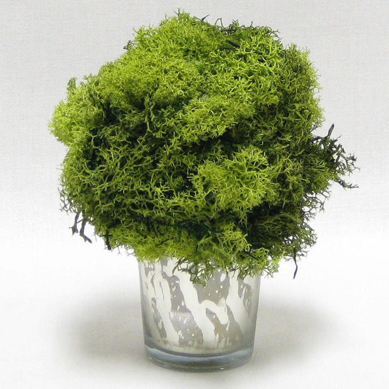 Mercury Glass Votive - Reindeer Moss, Topiary Ball Basil