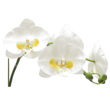Load image into Gallery viewer, [WSPM-GG-ORYEDP] Wooden Square Container w/ Medallion Gray/Green - Double White &amp; Yellow Orchid Artificial w/ Palm