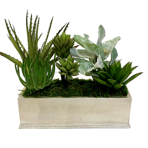 Small Rect Container Silver Leaf - Succulents Green Sage
