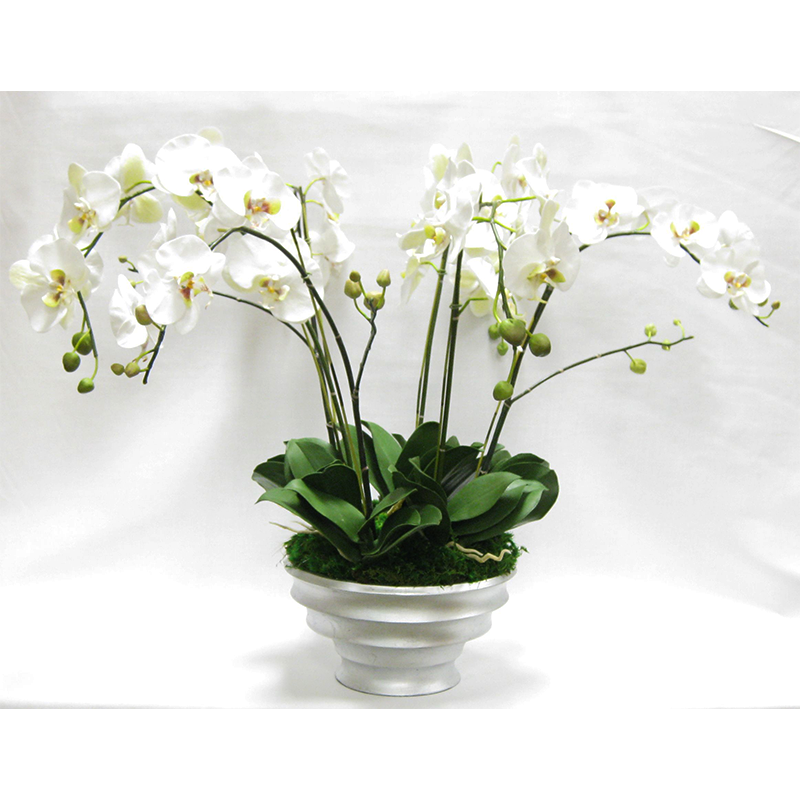 Resin Round Container Silver Leaf - White & Green Orchid Artificial - 6 Stems