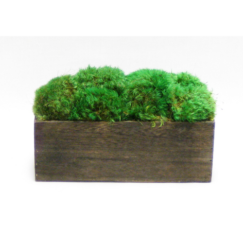 Wooden Rect Short Container Brown Stain - Preserved Moss