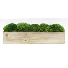 Load image into Gallery viewer, Wooden Long Container Natural - Preserved Moss
