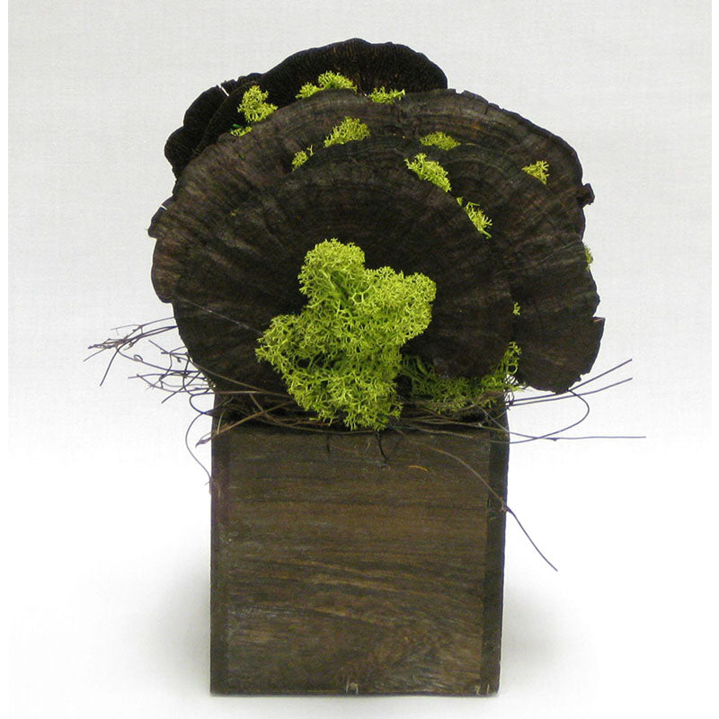 Wooden Cube Container Brown Stain - Sponge Mushrooms Brown..