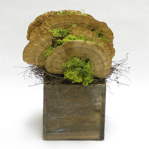 Wooden Cube Container Brown Stain - Sponge Mushrooms Natural..