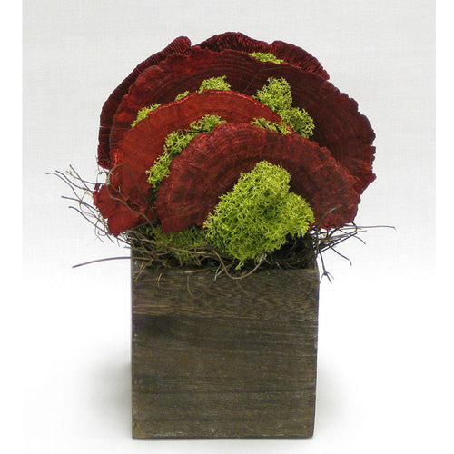 Wooden Cube Container Brown Stain - Sponge Mushrooms Red..