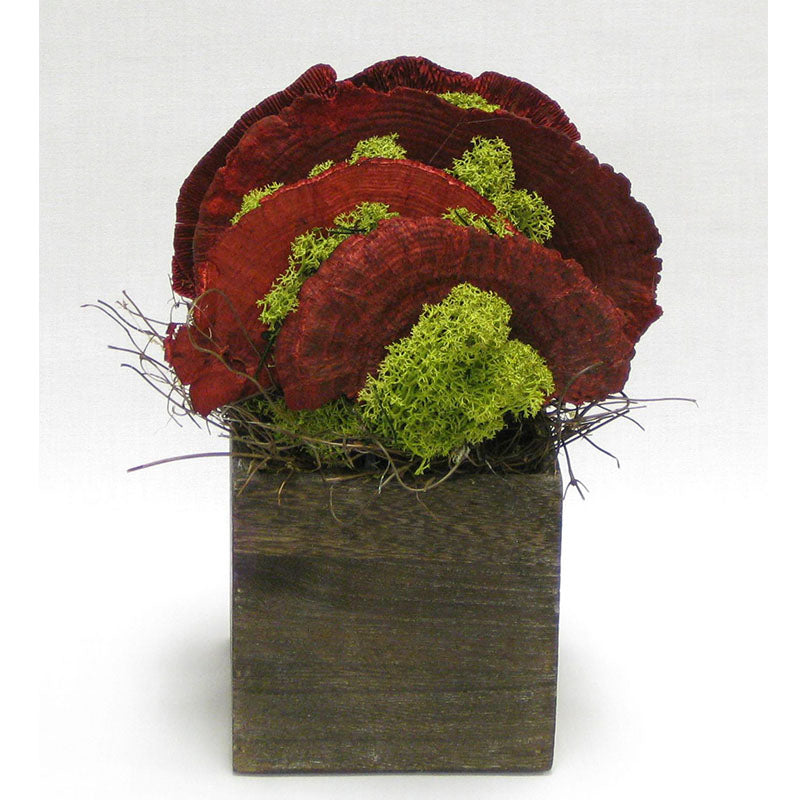Wooden Cube Container Brown Stain - Sponge Mushrooms Red..