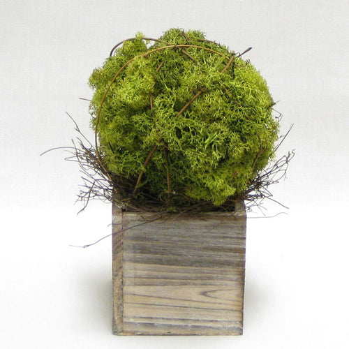 Wooden Cube Container Whitewash Stain- Reindeer Moss Topiary Ball Medium..