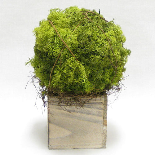 Wooden Cube Container Whitewash Stain - Reindeer Moss Topiary Ball Large..