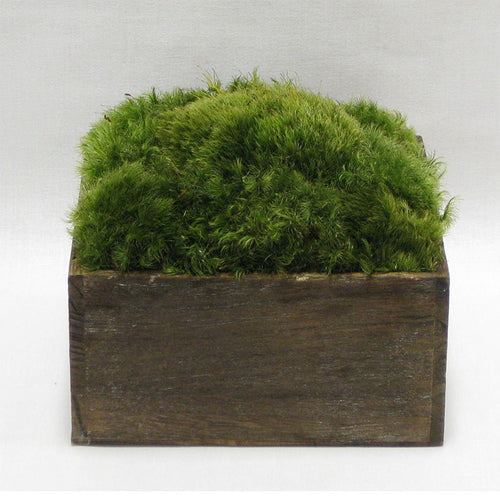 Wooden Short Container Brown Stain - Preserved Moss