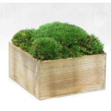 Load image into Gallery viewer, [WC73N-M] Wooden Short Container Natural - Preserved Moss
