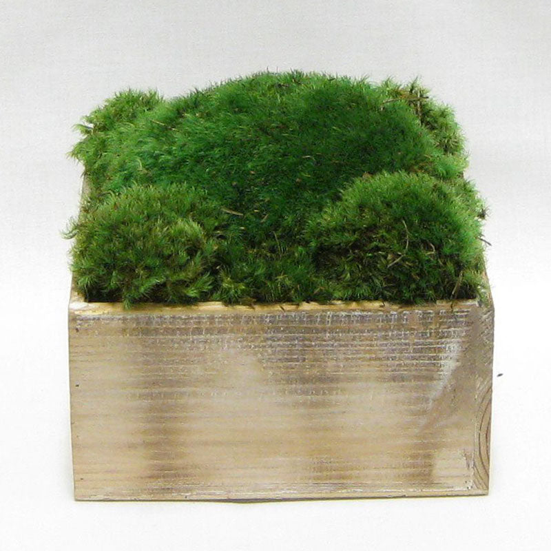 Wooden Short Container Natural - Preserved Moss