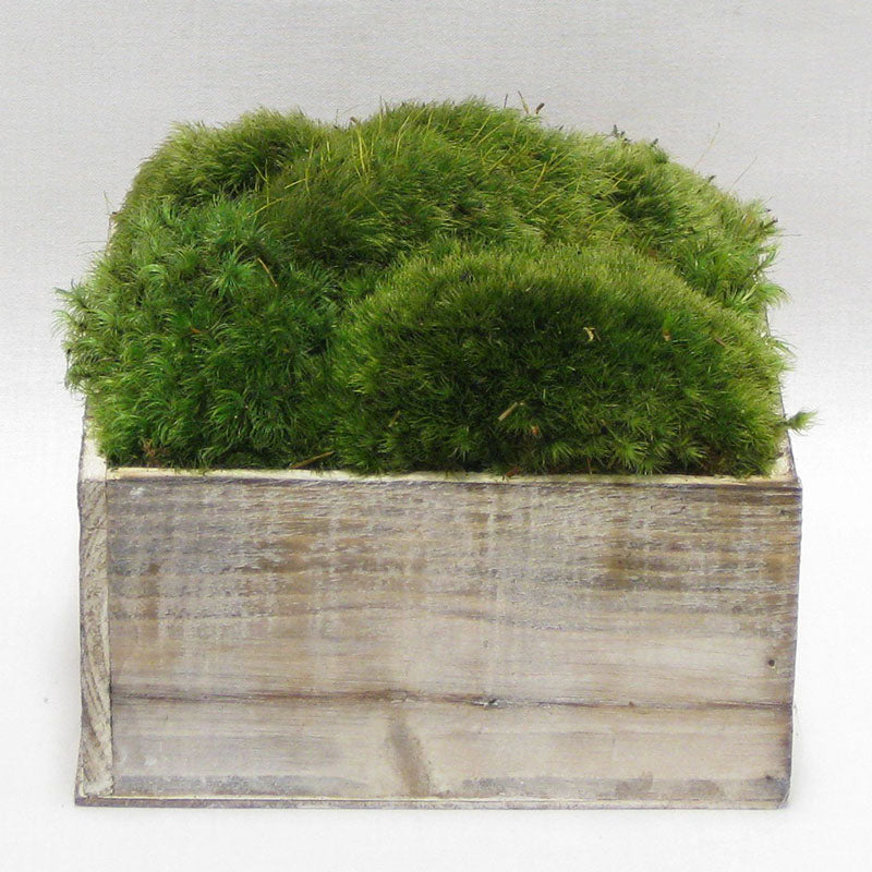 Wooden Short Container Whitewash Stain - Preserved Moss